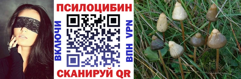Галлюциногенные грибы Cubensis  Балей 
